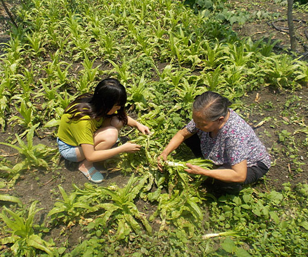 ��������æ�_�y��ժ�Ĳ˲��ϸ���ժ��Ч�ʵ�����(j��ng)�^������Ϥ��ָ�����ܿ�꠆T���M���ˠ�B(t��i)��