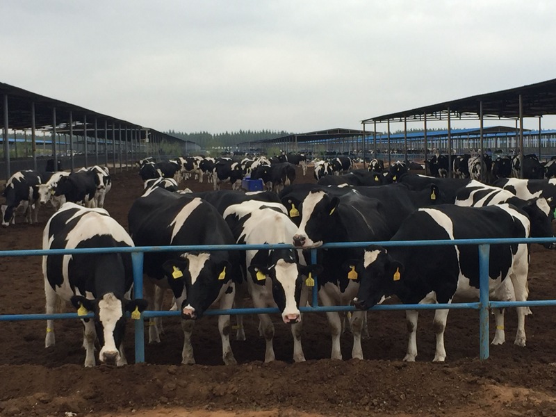 ���w��ɳĮ�ｨ�O(sh��)����ţ����