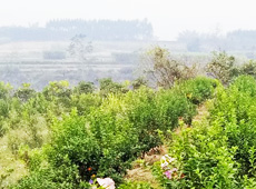 �������ܵ��l(xi��ng)�����ǰ���ӷ��s����������ؚ�F����С����ͨ�^���������(y��u)���Ľ�(j��ng)�����䣬��׃��ؚ�F��ò������̽۴��S�գ���ɵ��r(n��ng)��@�����S������롭