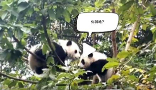 �L�L��̫�ɐ�����С��ȫ�̡���ĸЦ����