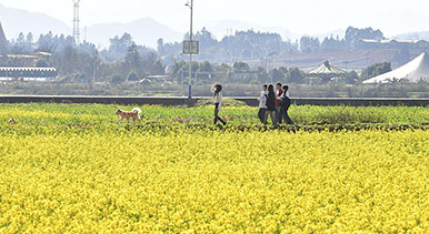 云南羅平：油菜花開(kāi)