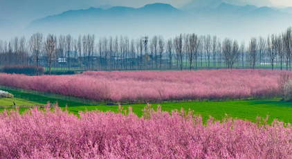 陝西西安：秦嶺山下梅花綻放