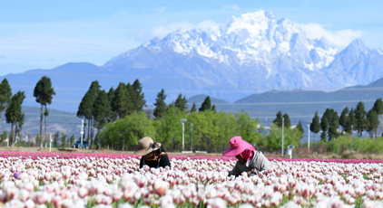 雲(yún)南麗江：精心管護(hù)郁金香