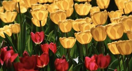 中山公園郁金香綻放醉游人