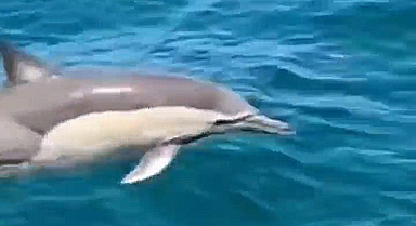 海警巡邏執(zhí)勤時偶遇成群海豚