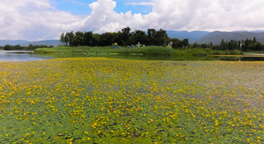 在大理洱源，解鎖治愈系夏日湖畔油畫(huà)